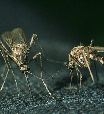 Mosquitoes