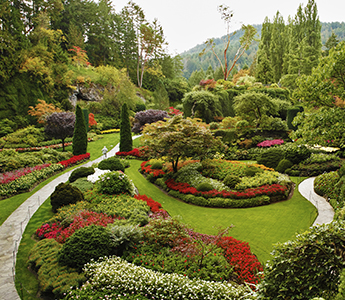 Shrubs in Garden